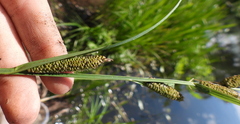 Carex acuta