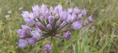 Allium angulosum