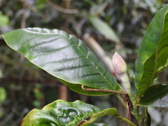 Magnolia gilbertoi