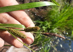 Carex acuta