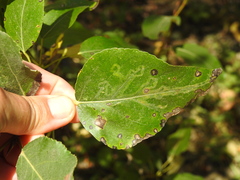 Phyllocnistis