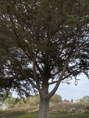 Cupressus macrocarpa