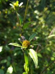 Bidens frondosa