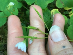 Oxalis trilliifolia