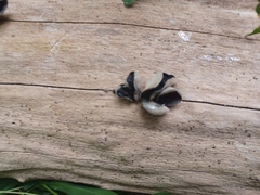 Auricularia polytricha