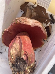 Rubroboletus legaliae