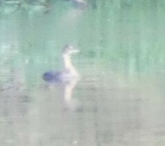 Podilymbus podiceps