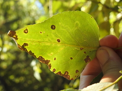 Phyllocnistis