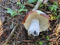 Russula badia