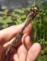 Aeshna isoceles