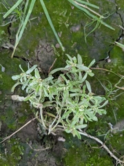 Gnaphalium uliginosum