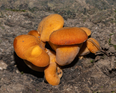 Omphalotus illudens