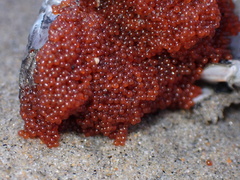 Blepharipoda occidentalis