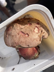 Rubroboletus legaliae