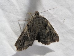 Catocala agrippina