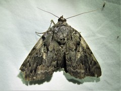Catocala agrippina