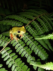 Boana rufitela