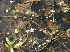 Ranunculus aquatilis
