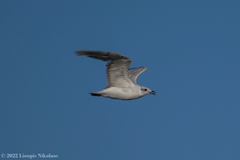 Ichthyaetus melanocephalus