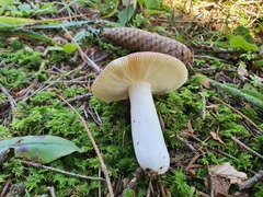 Russula atropurpurea
