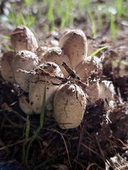 Coprinopsis variegata