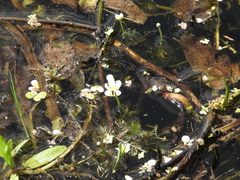 Ranunculus aquatilis