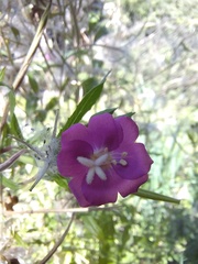Epilobium hirsutum