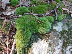 Leucobryum glaucum