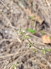 Fallopia convolvulus