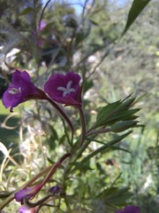 Epilobium hirsutum