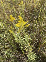 Solidago