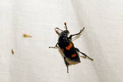 Nicrophorus orbicollis