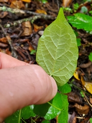 Gonolobus suberosus