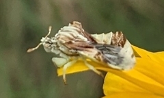 Phymata fasciata