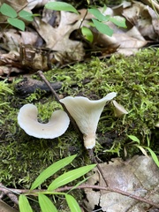 Hohenbuehelia petaloides