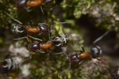 Liometopum microcephalum