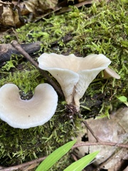 Hohenbuehelia petaloides