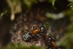 Liometopum microcephalum