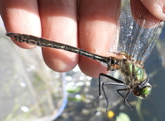 Cordulia aenea aenea