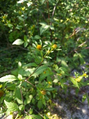 Bidens frondosa