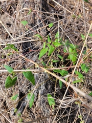 Fallopia convolvulus