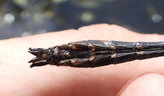 Cordulia aenea aenea