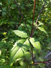Bidens frondosa