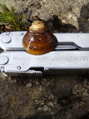 Corbicula fluminea