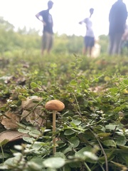 Pholiotina rugosa