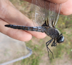Libellula fulva
