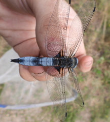 Libellula fulva