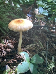 Amanita fulva