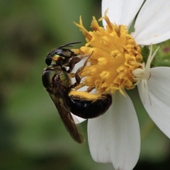Calloceratina