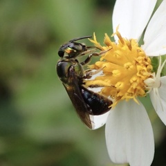 Calloceratina